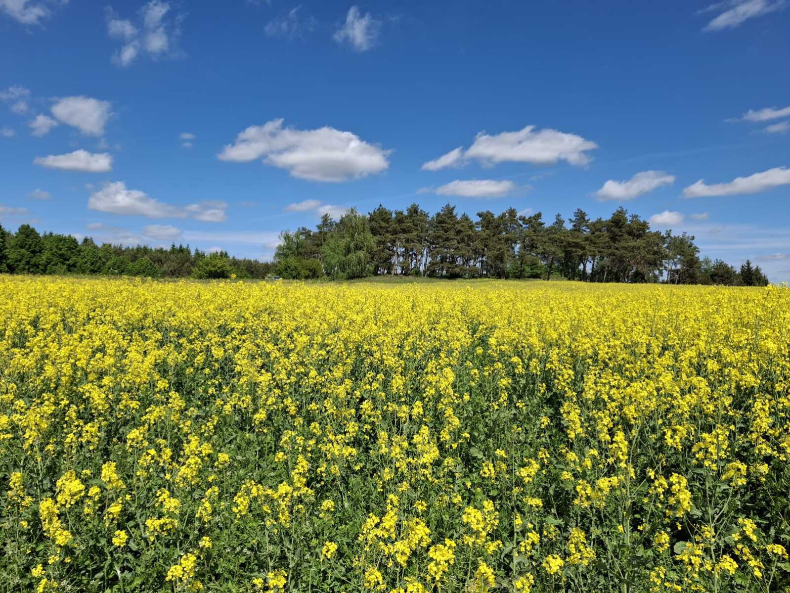 Działka Sprzedaż Parsów 6