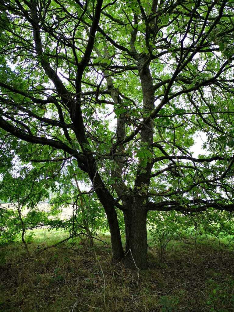 Działka Sprzedaż Świeszewo 5