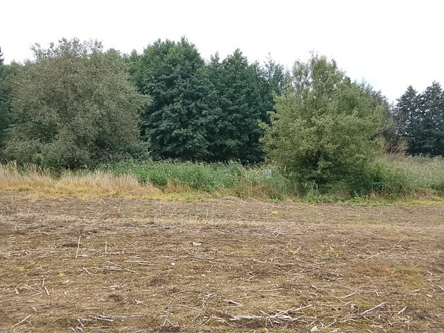 Działka Sprzedaż Stara Dąbrowa 14