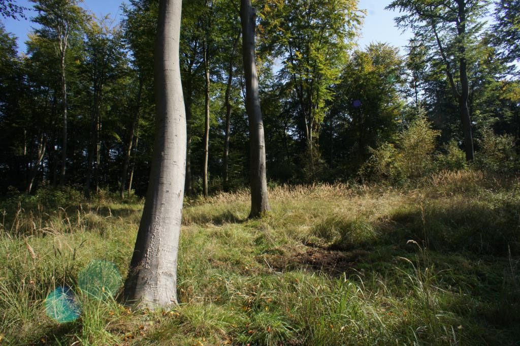 Działka Sprzedaż Dobra 3