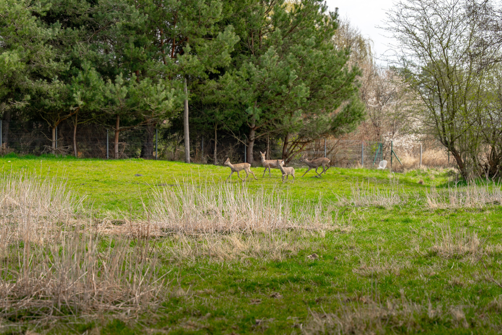 Działka Sprzedaż Tanowo Dębowa 18