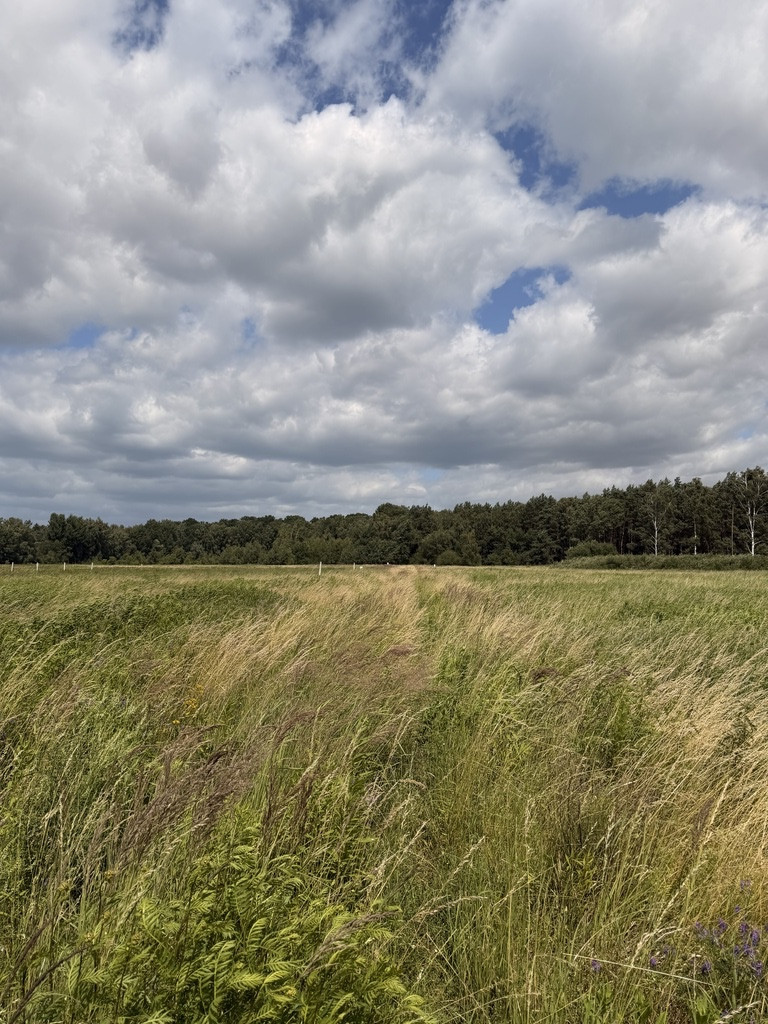 Działka Sprzedaż Niedźwiedź 6