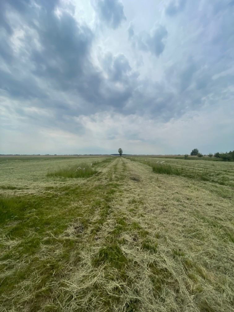 Działka Sprzedaż Wierzbno 10