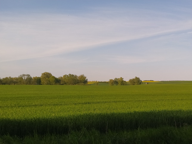 Działka Sprzedaż Recz 1
