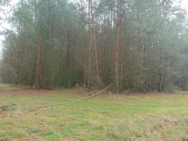 Działka Sprzedaż Starzyce 1